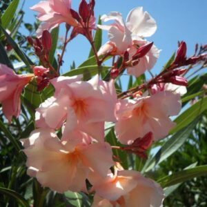 laurier fleur rose